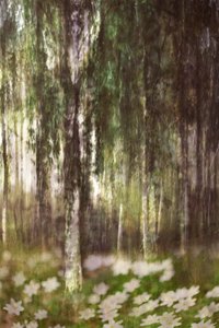 Une forêt de bouleaux féérique - Christina Sillen