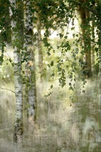 Une forêt de bouleaux de rêve - Christina Sillen