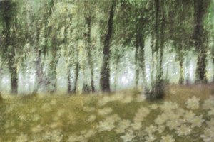 Fleurs de la forêt enchantée