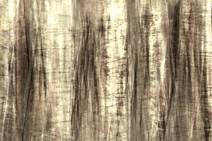 Les lignes de la forêt enchantée - Christina Sillen