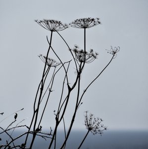 Silhouettes de plantes séchées - Christina Sillen