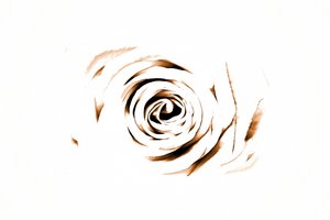 Élégante rose sépia - Christina Sillen