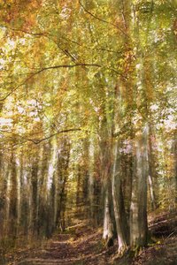Le sentier de la forêt enchantée - Christina Sillen