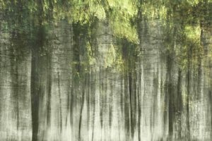 Lumière de la forêt éthérée - Christina Sillen