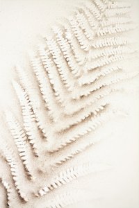 Empreinte de fougère dans le sable - Christina Sillen