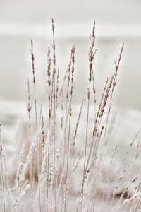 Herbe hivernale givrée - Christina Sillen