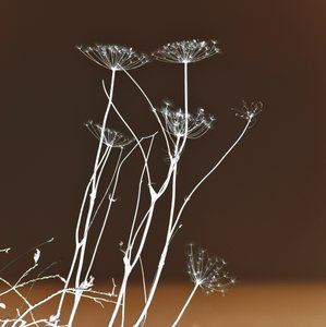 Formes végétales lumineuses - Christina Sillen