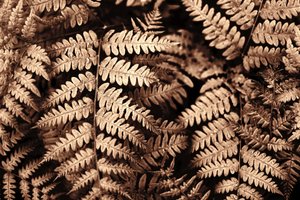 Fougères sépia aux motifs complexes - Christina Sillen