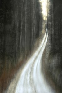 Sentier forestier lumineux