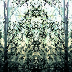 Le rêve de la forêt en miroir - Christina Sillen