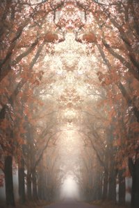 Une avenue automnale brumeuse - Christina Sillen