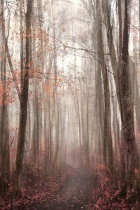 Sentier forestier brumeux en automne - Christina Sillen