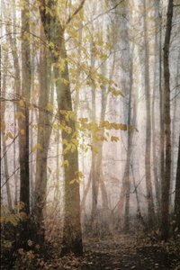 Sentier brumeux d