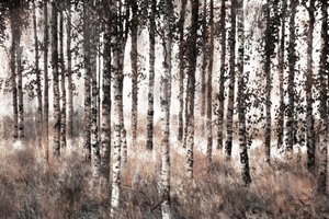 Forêt de bouleaux brumeuse