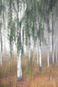 Forêt de bouleaux brumeuse - Christina Sillen