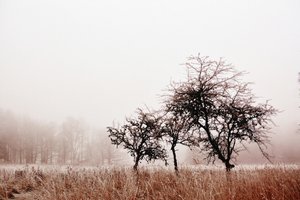 Arbres d