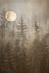 Une forêt hivernale au clair de lune