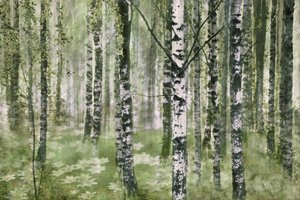 Une forêt de bouleaux paisible