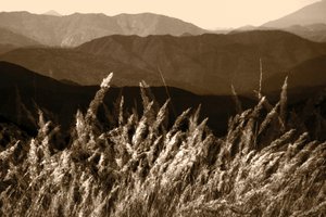 Herbe de la Montagne Sépia