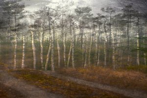 Forêt de bouleaux sereine - Christina Sillen