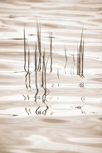 Reflets sereins dans l