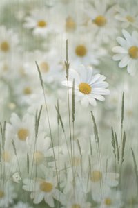 Champ de marguerites - Christina Sillen