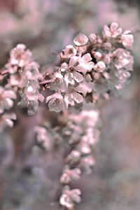 Fleurs rose pâle - Christina Sillen