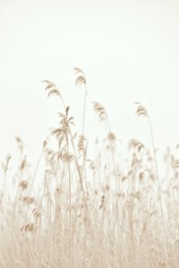 Des roseaux qui se balancent doucement - Christina Sillen