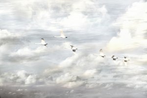 Des cygnes en vol - Christina Sillen