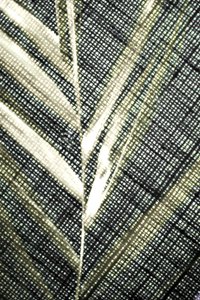 Texture de feuille translucide