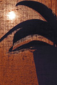 Silhouette végétale chaleureuse - Christina Sillen