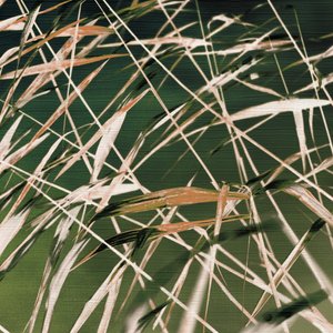 Résumé de « Whispering Reeds » - Christina Sillen