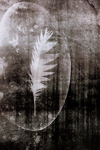 Lune à la plume blanche
