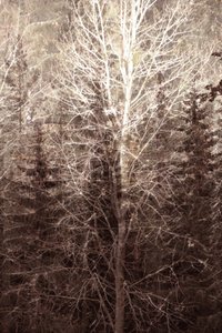 Lumière de la forêt en hiver