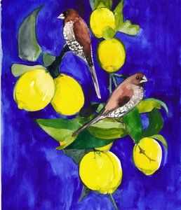 Des pinsons sur une branche de citronnier - Christine Lindstrom
