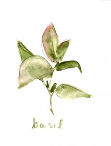 Plant de basilic frais