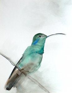 Colibri bleu sarcelle à l