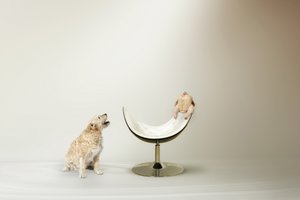 Le dilemme du chien et du poulet - Christine von Diepenbroek