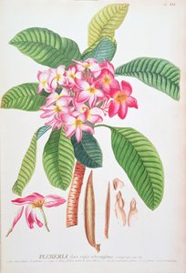 Plumeria : de Plantae Selectae, par Christoph Jacob Trew et Georg Dionysius Ehret (1710-70) ; Frangipanier - Christoph Jacob & Ehert Georg Dionysius (1708/9 70) Trew
