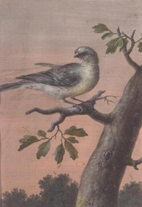 Un Oiseau sur une Branche - Christoph Ludwig Agricola