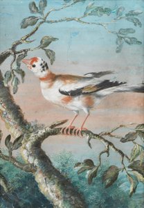 Un oiseau assis sur une branche - Christoph Ludwig Agricola