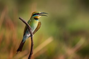 Le chant vibrant du guêpier - Christoph Schaarschmidt