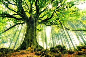 Arbre ancestral baigné de soleil - Christophe Kiciak