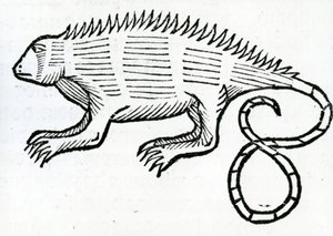 Iguane de 