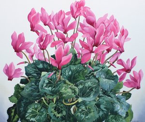 Portrait de cyclamen - Christopher Ryland