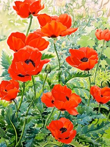 Coquelicots rouges du jardin