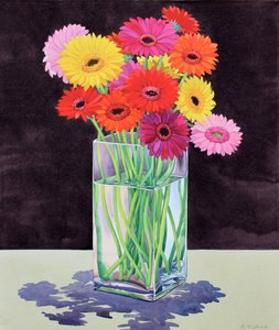 Gerberas