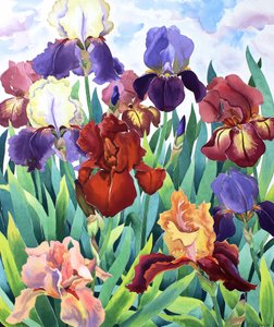Iris de Glemsford