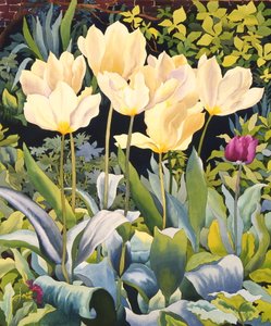 Tulipes pâles - Christopher Ryland