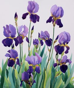 Iris pourpres